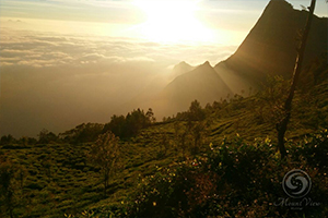  Mount View Resort - Munnar