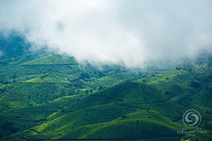  Mount View Resort - Munnar